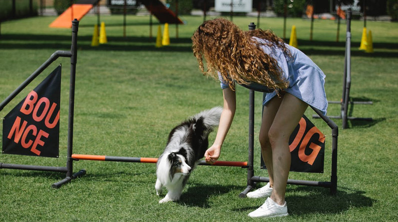 Understanding Dog Behavior: The Key to Successful Training